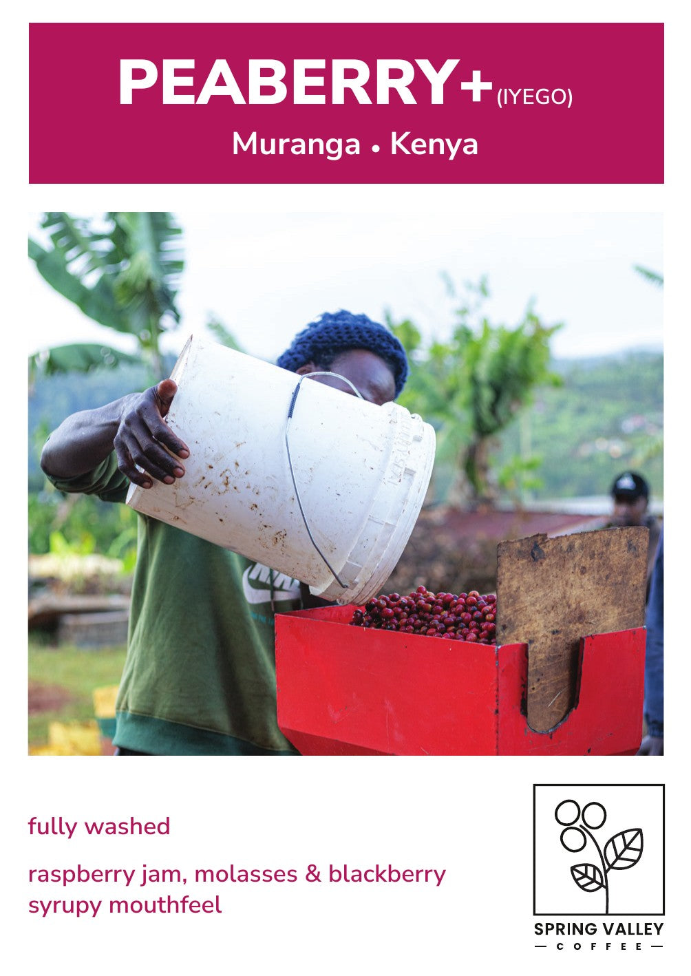 Peaberry (Iyego) info card front